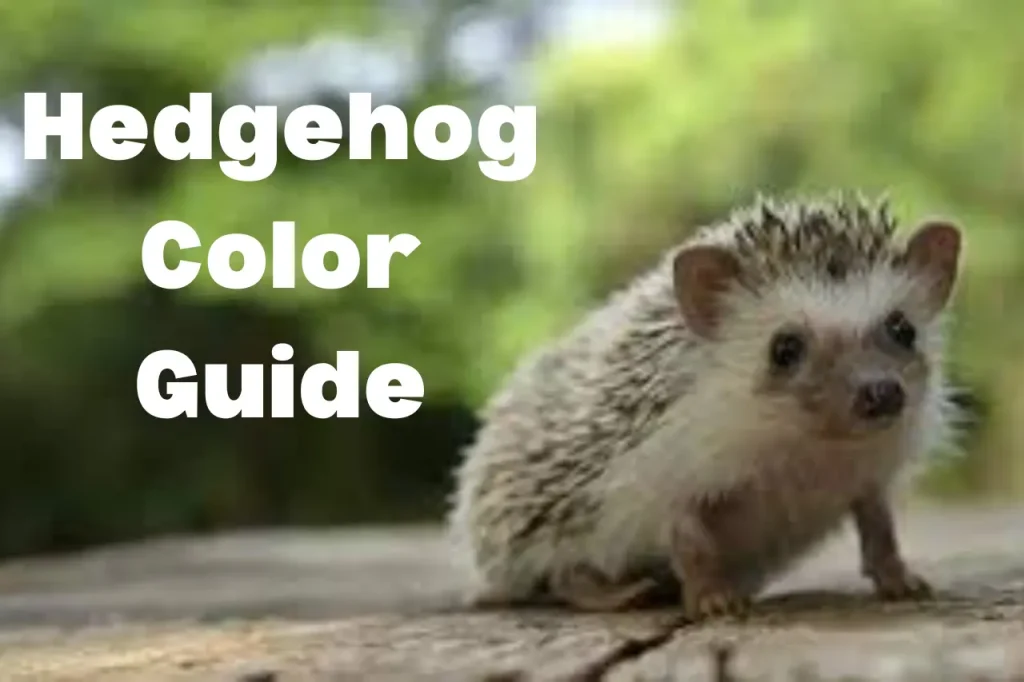 Hedgehog Color Guide