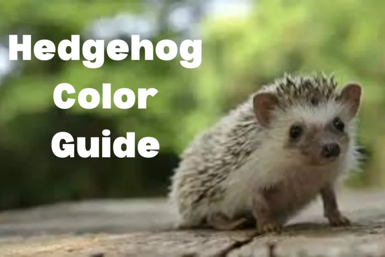 Hedgehog Color Guide – Various Color Profiles
