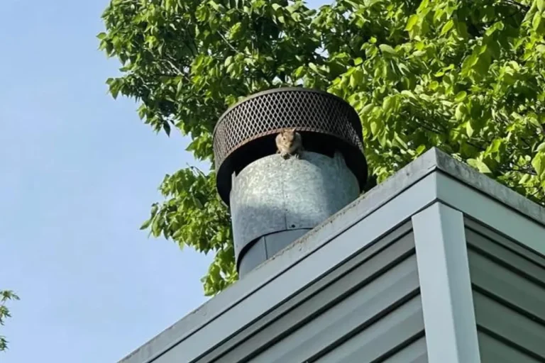 Squirrel in Chimney – What To Do (Tips and Tricks)