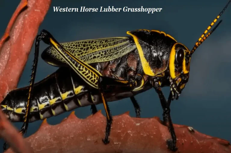 Chagaras (Palm Grasshoppers) – Let’s Unveil This Creature!